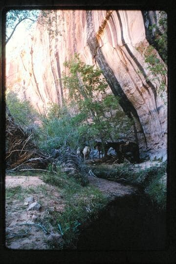 Overhang below plunge pool tributary; Halls Creek right bank below Baker's Ranch