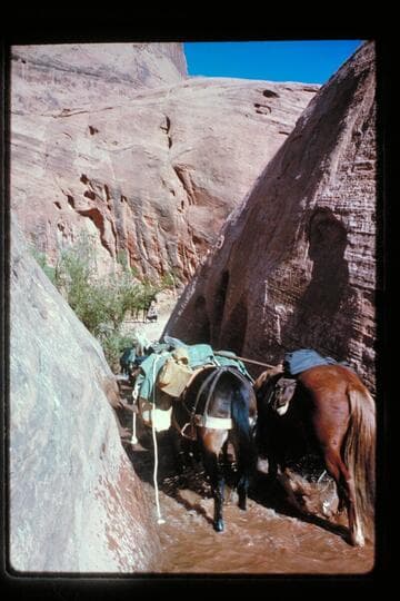 Stock through quicksand; pass west of Nasja Creek