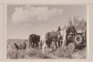 Bahe prepares to unsaddle the pack at the edge of Navajo Canyon