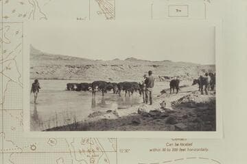 Spencer's ox teams at Camp Ibex