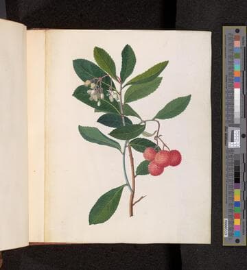 Mary Parker, Countess of Macclesfield, botanical album, 1756-1767