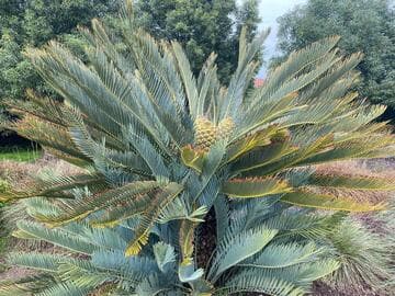 Encephalartos middelburgensis