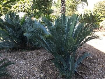 Encephalartos lehmannii