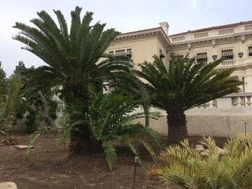 Encephalartos woodii