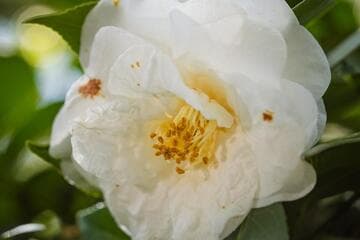 Camellia japonica 'Snow Bell'