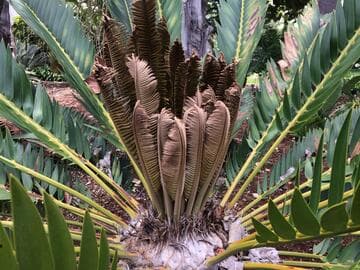 Encephalartos longifolius