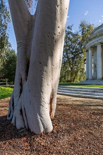 Eucalyptus citriodora