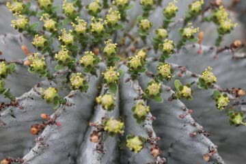 Euphorbia horrida var. horrida