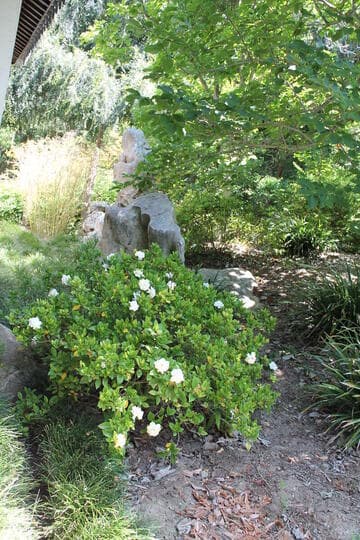 Gardenia jasminoides 'Veitchii'