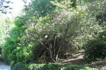 Prunus serrulata 'Pink Cloud'