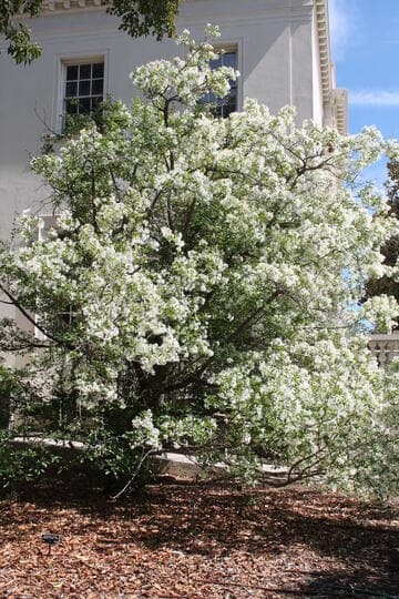 Chionanthus retusus
