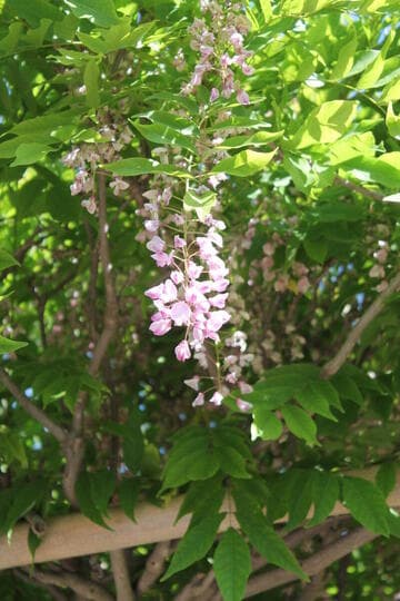 Wisteria floribunda 'Rosea'