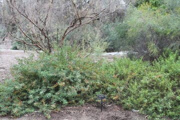 Eremophila glabra ssp. carnosa 'Winter Blaze'