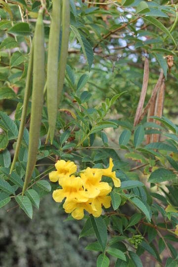 Tecoma stans var. sambucifolia