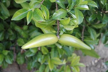 Strophanthus divaricatus