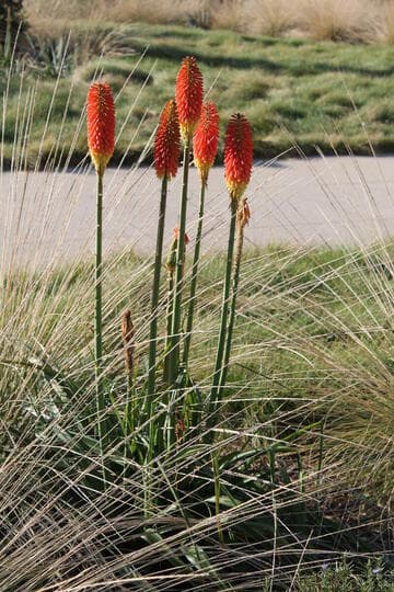 Kniphofia 'Christmas Cheer'