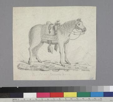 A Mountaineer’s Horse