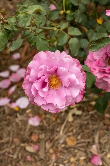 Rosa 'Angel Face'