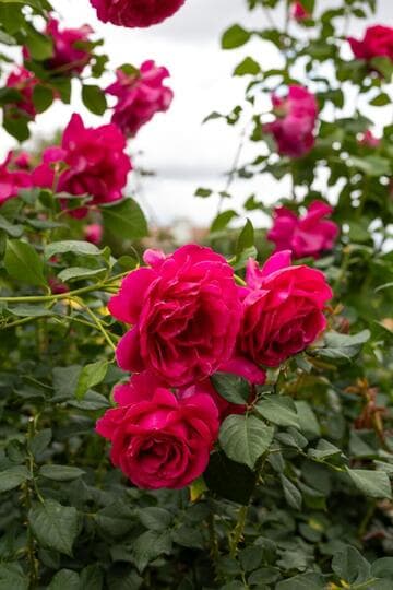 Rosa 'Grande Dame'