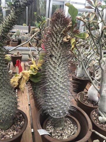 Pachypodium namaquanum