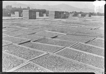 Apricots drying in the sun