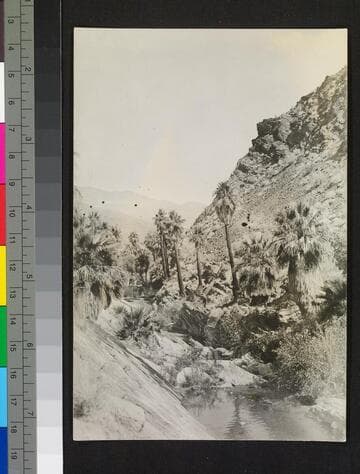 Palms and stream. [Duplicate]