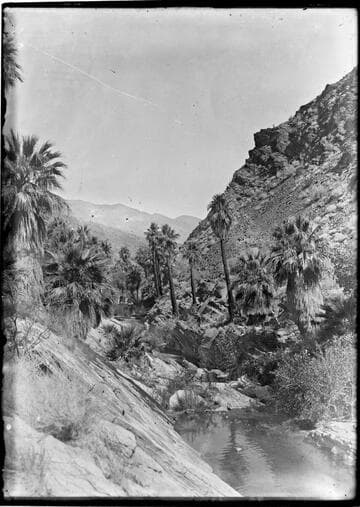 Palms and stream