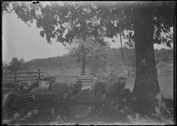 Sheep in pasture, Lake Tahoe, Nevada