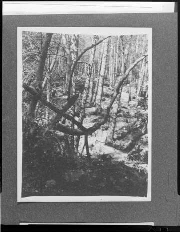 View of trees in Mill Creek Canyon