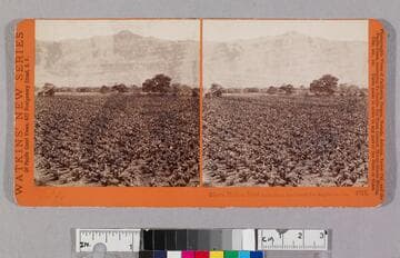 Sierra Madre, from Sunny Slope, San Gabriel, Los Angeles Co., Cal