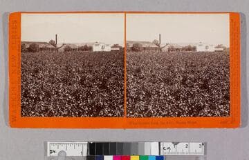 Wine houses from the Ave. Sunny slope