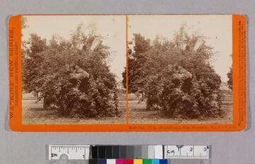 Rose tree, 27 in. circumference, Gen. Stoneman, San Gab'l