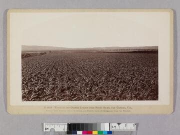 Vineyard and Orange Avenue from Sunny Slope, San Gabriel, Cal
