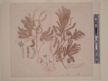 Study of Seven Botanical Specimens