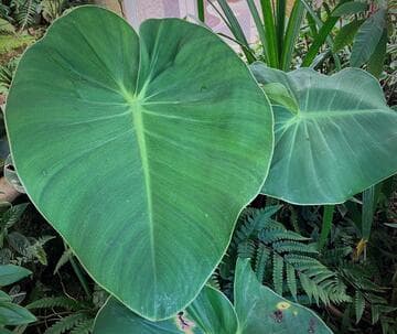Philodendron rugosum