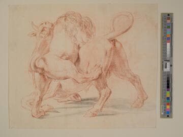 Lion Attacking a Bull