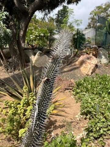 Alluaudia montagnacii