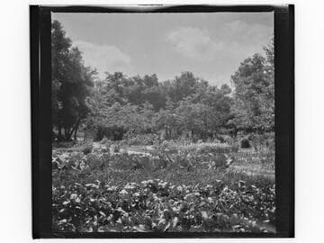 Garden at unidentified residence