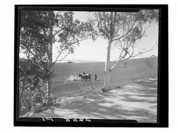 Spring harrowing in vegetable garden, Westwood