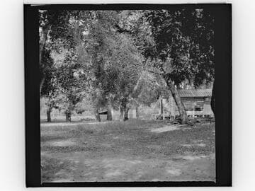 Grove of trees and small wooden buildings