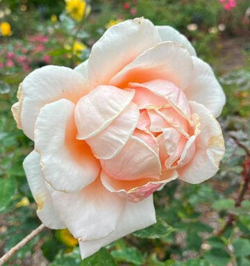 Rosa 'Mrs. Lovell Swisher'
