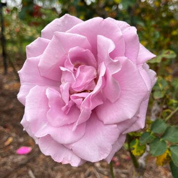Rosa 'Sterling Silver'