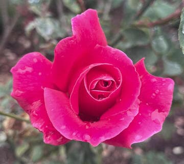 Rosa 'Charlotte Armstrong'