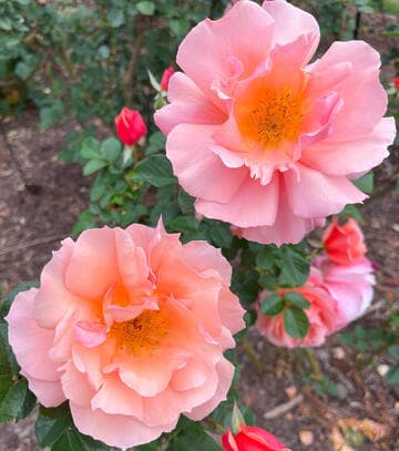 Rosa 'Apricot Candy'