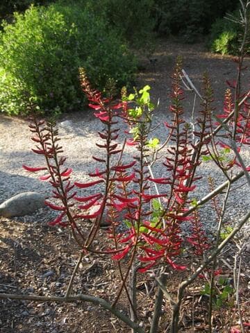 Erythrina herbacea ssp. nigrorosea