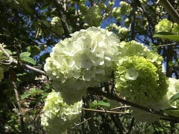 Viburnum