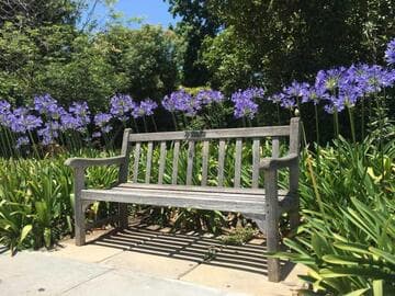Agapanthus orientalis 'Huntington Blue'
