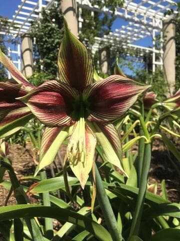 Hippeastrum papilio