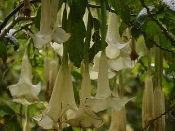 Brugmansia versicolor