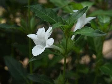 Barleria cristata 'Alba'